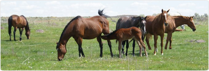 Electro Acuscope Banner