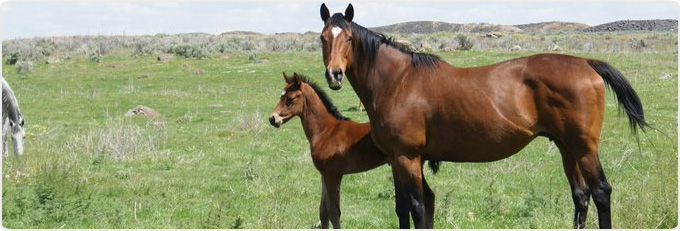 Micro Current Banner